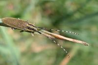 Agapanthia asphodeli