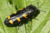 Ptosima undecimmaculata