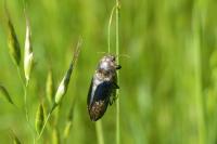 Agrypnus murinus