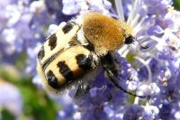 Trichius gallicus