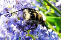 Trichius gallicus