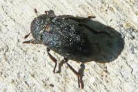 Dermestes laniarius