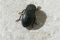 Dermestes laniarius