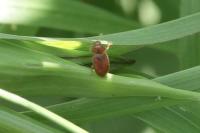 Coccidula rufa