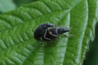 Phyllobius oblongus