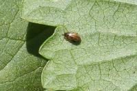 Longitarsus
