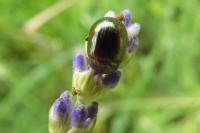 Chrysolina americana
