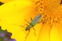 Oedemera nobilis