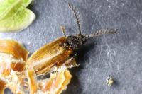 Drilus flavescens
