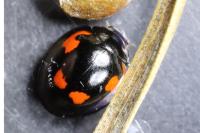 Exochomus quadripustulatus