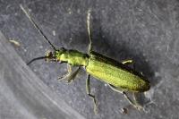 Chrysanthia viridissima