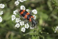 Trichodes alvearius