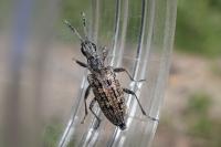 Rhagium inquisitor
