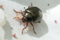 Chrysolina bankii
