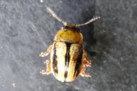 Gonioctena olivacea