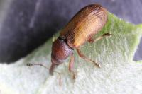 Magdalis rufa