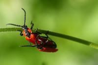 Lygistopterus sanguineus