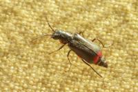 Malachius bipustulatus