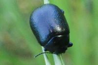 Chrysolina fuliginosa