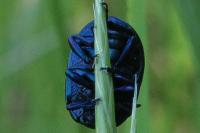 Chrysolina fuliginosa