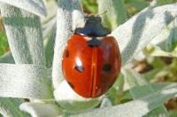 Coccinella septempunctata