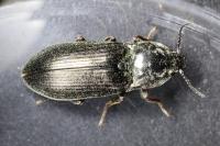 Selatosomus latus