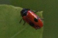 Clytra laeviuscula