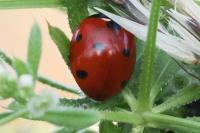 Coccinella septempunctata