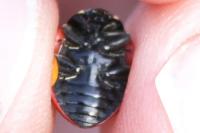 Coccinella septempunctata