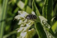 Oxythyrea funesta