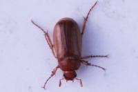 Rhizotrogus marginipes