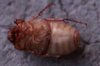 Rhizotrogus marginipes