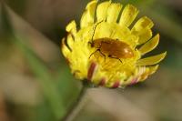 Exosoma lusitanicum