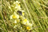 Oxythyrea funesta