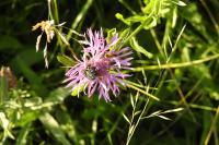 Oxythyrea funesta
