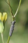 Calamobius filum