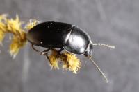Crypticus quisquilius