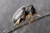Xyletinus