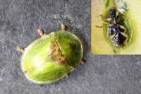 Cassida sanguinolenta