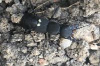 Ocypus olens