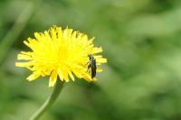 Oedemera nobilis