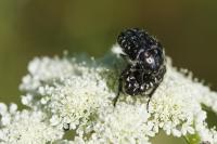 Oxythyrea funesta