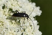 Rutpela nigra