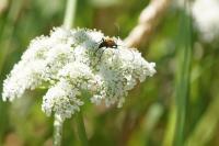 Stictoleptura fulva