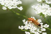 Rhagonycha fulva