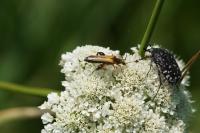 Oedemera podagrariae