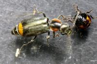 Axinotarsus marginalis