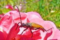 Stictoleptura fulva