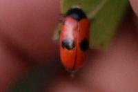 Clytra laeviuscula
