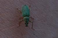 Polydrusus formosus